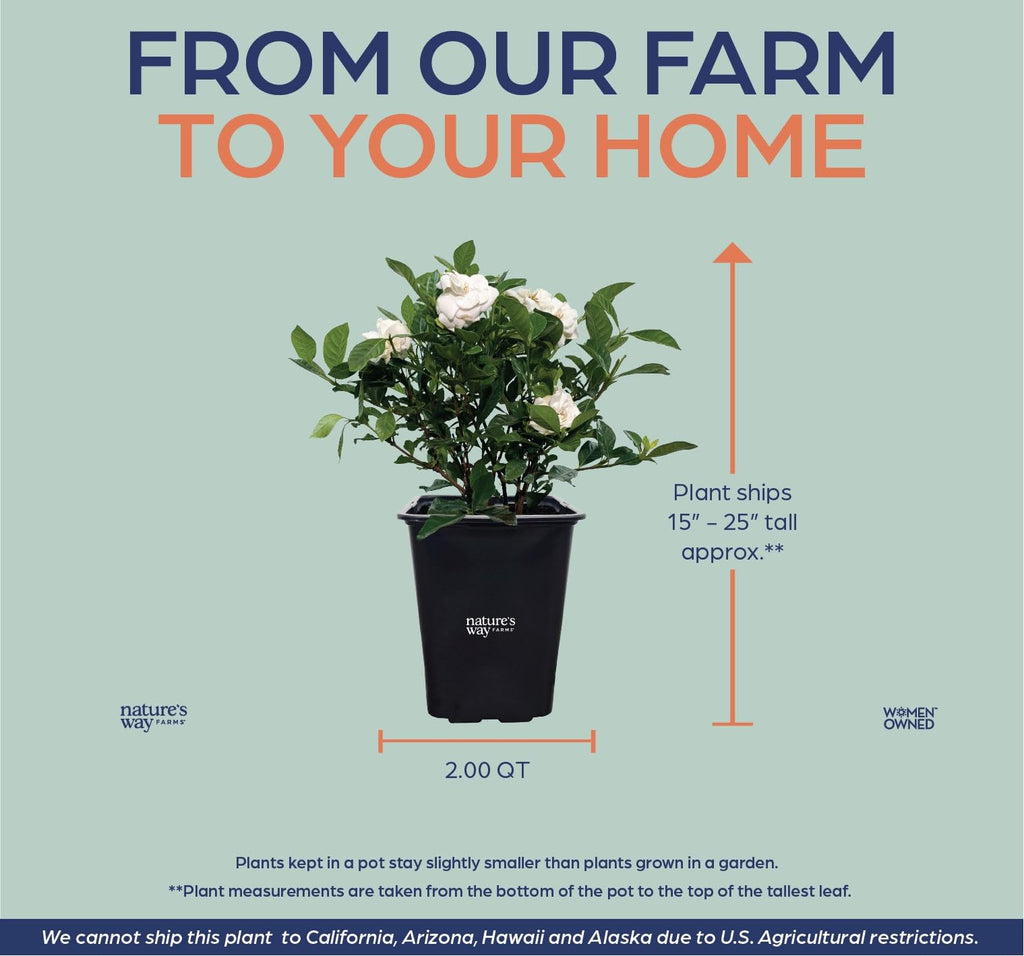 Gardenia Veitchii Fragrant Flowering Shrub 2 Quart Grower Pot R53774