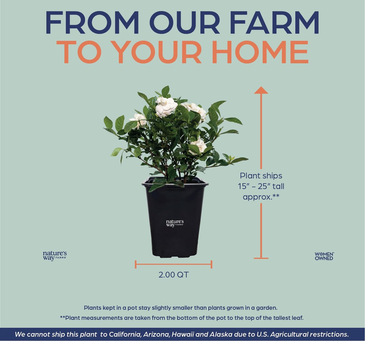 Gardenia Veitchii Fragrant Flowering Shrub 2 Quart Grower Pot R53774