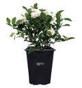 Gardenia Veitchii Fragrant Flowering Shrub 2 Quart Grower Pot R53774