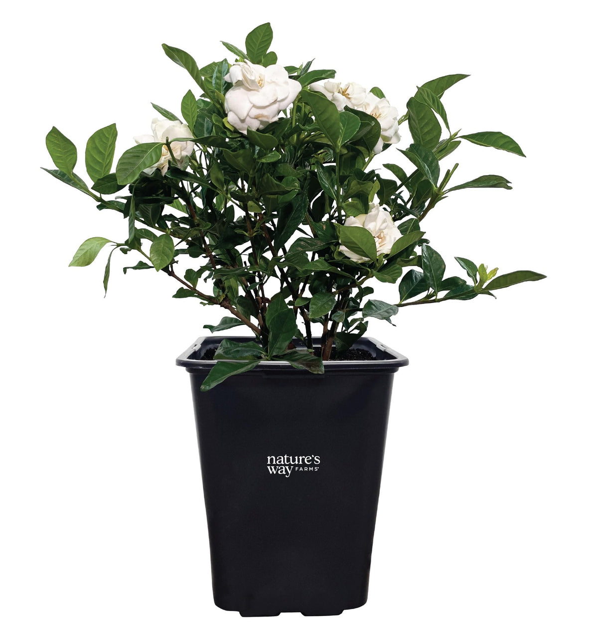 Gardenia Veitchii Fragrant Flowering Shrub 2 Quart Grower Pot R53774