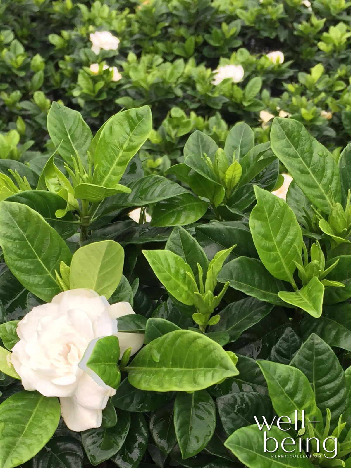 Gardenia Veitchii Fragrant Flowering Shrub 2 Quart Grower Pot R53774