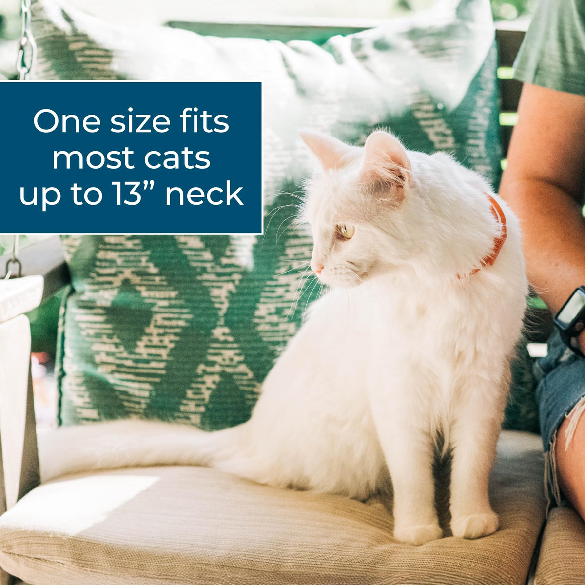 Flea & Tick Repellent Cat Collar B4361