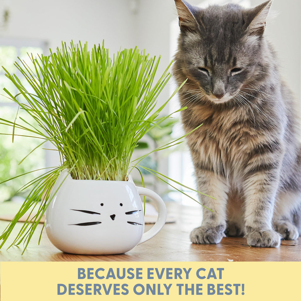 Organic Cat Grass Growing Kit with Seed Mix Soil and White Planter W573664