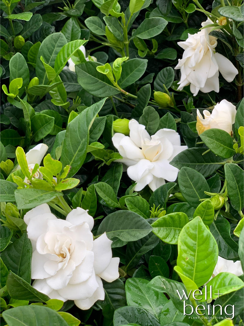 Gardenia Veitchii Fragrant Flowering Shrub 2 Quart Grower Pot R53774