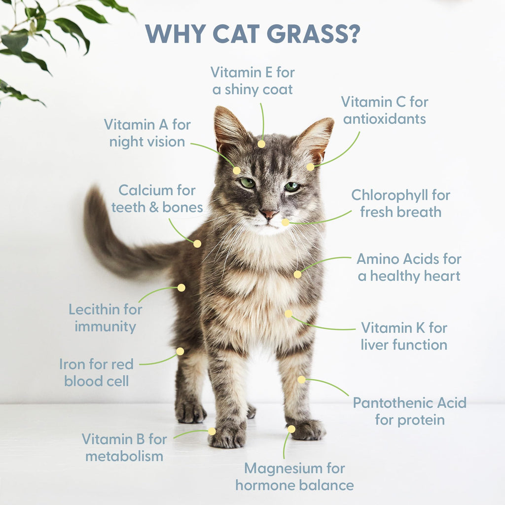 Organic Cat Grass Growing Kit with Seed Mix Soil and White Planter W573664